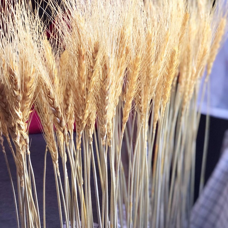 天然干花麦穗栅栏装开业大麦子田园装饰礼品拍摄道具稻穗干花艺