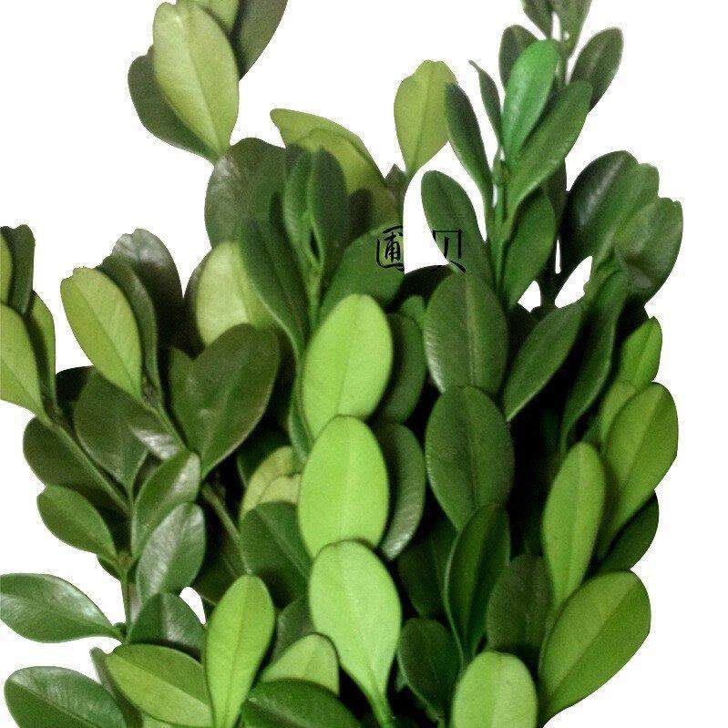 厂家保鲜花叶子小叶黄杨保鲜叶材居家装饰礼品盒,家居饰品,餐桌花艺,淘宝优惠券,粉丝福利购,淘宝优惠卷