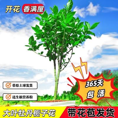 大叶牡丹栀子花树苗盆栽带花苞浓香型室内阳台耐寒绿植花卉植物
