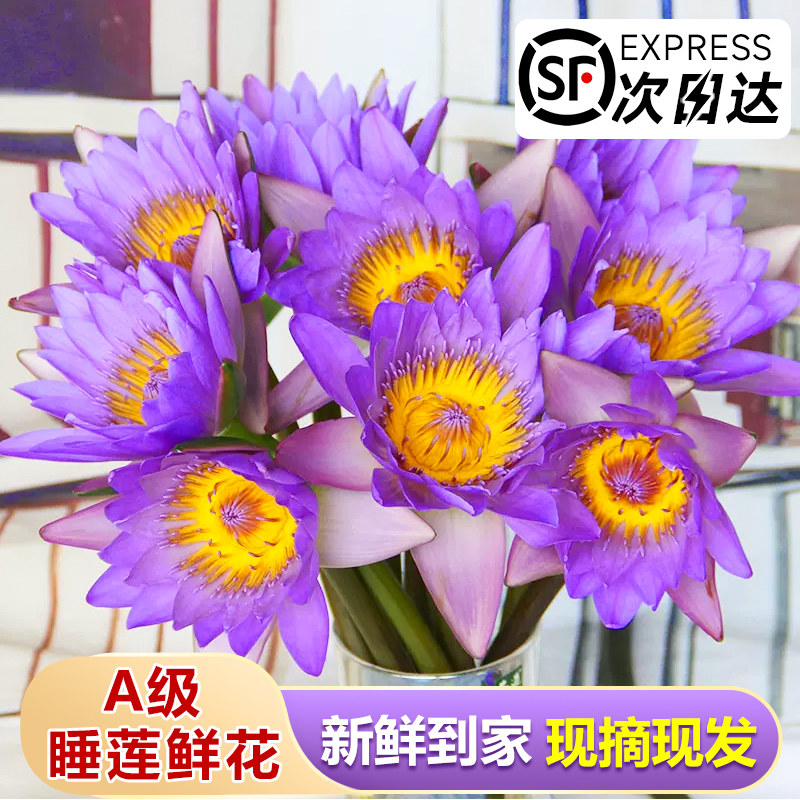 速发睡莲插苞带花用家花水培植物鲜切花束云南基地直发花卉次日达