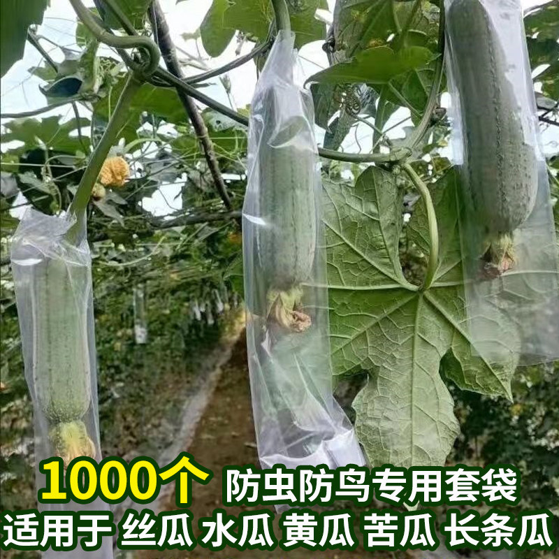 速发丝瓜防虫防鸟保果蝇果袋苦瓜水瓜黄袋防护套袋长条透明厚专用