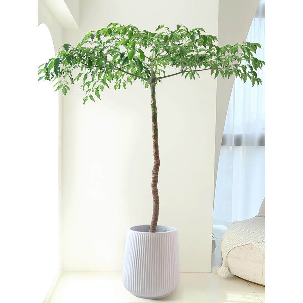 幌伞枫幸福树盆栽老桩客厅绿植落地好养网红轻奢室内办公大型植物