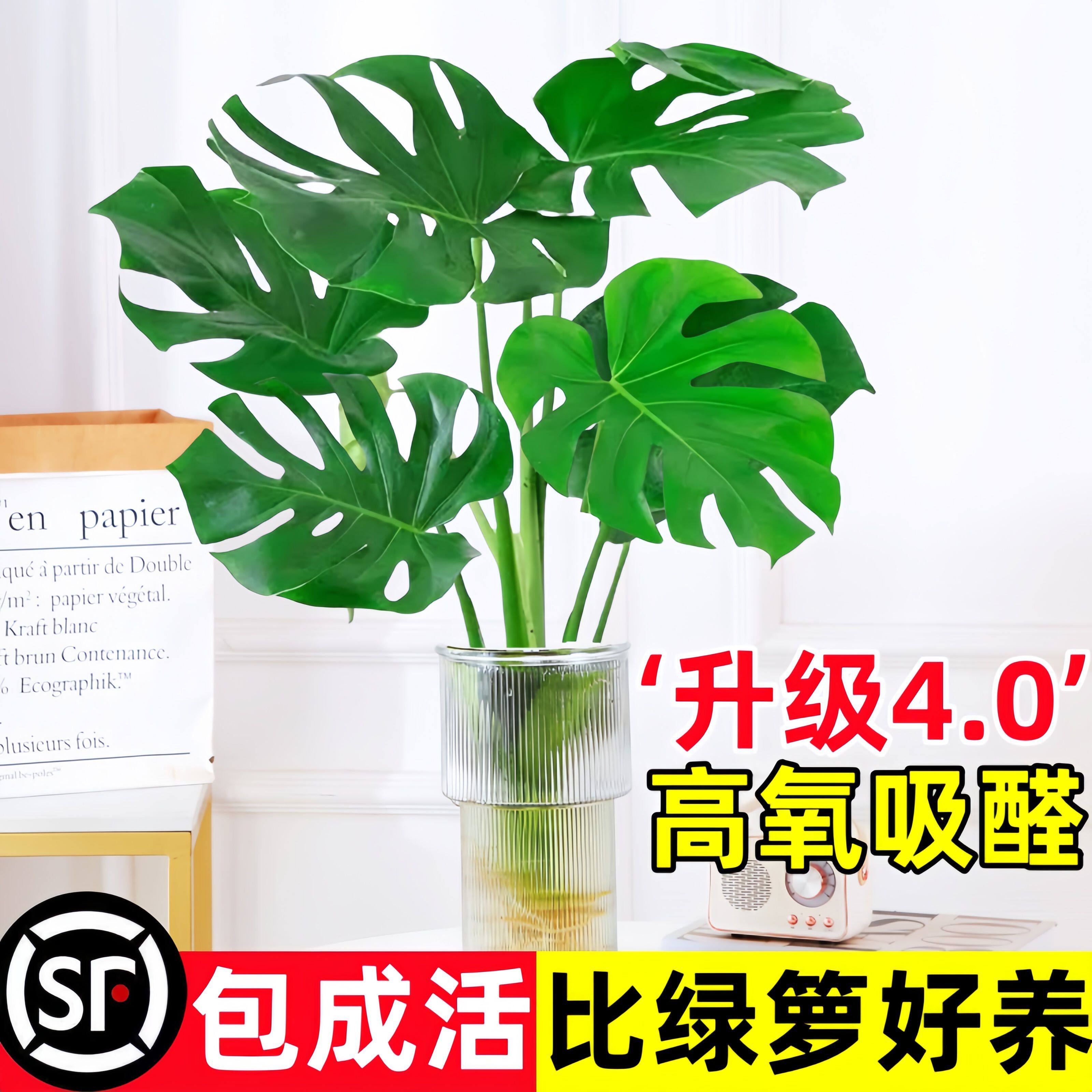 龟背竹水培植物盆栽老桩大叶办公室内花卉绿植天堂鸟新房吸除甲醛