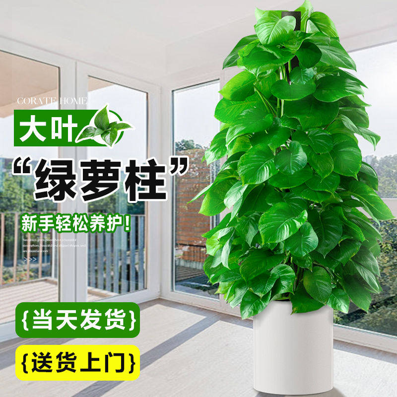 大叶绿萝柱盆栽客厅大型绿植办公室内除甲醛净化空气新房好养绿箩