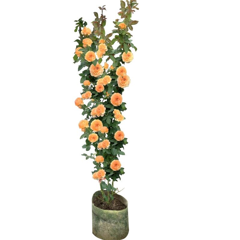 藤本树月季蔷薇花苗爬藤四季开花植物庭院阳台特大花浓香玫瑰盆栽图片