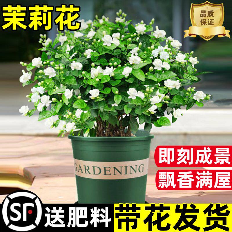 茉莉花苗盆栽带花苞九里香老桩驱蚊水培栀子花卉绿植物室内四季开