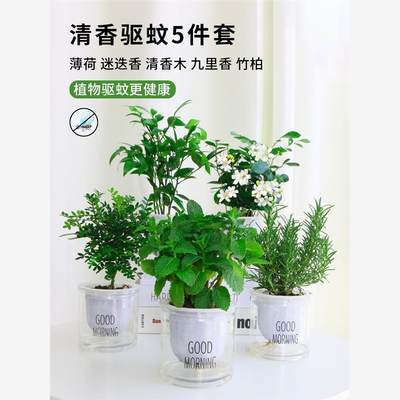 薄荷盆栽可食用水培植物驱蚊草九里香竹柏迷迭香清香木室内绿植