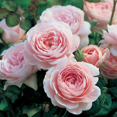 速发瑞典王月季花大苗盆栽台庭院四季花大花浓香花瑰植物玫卉特苗