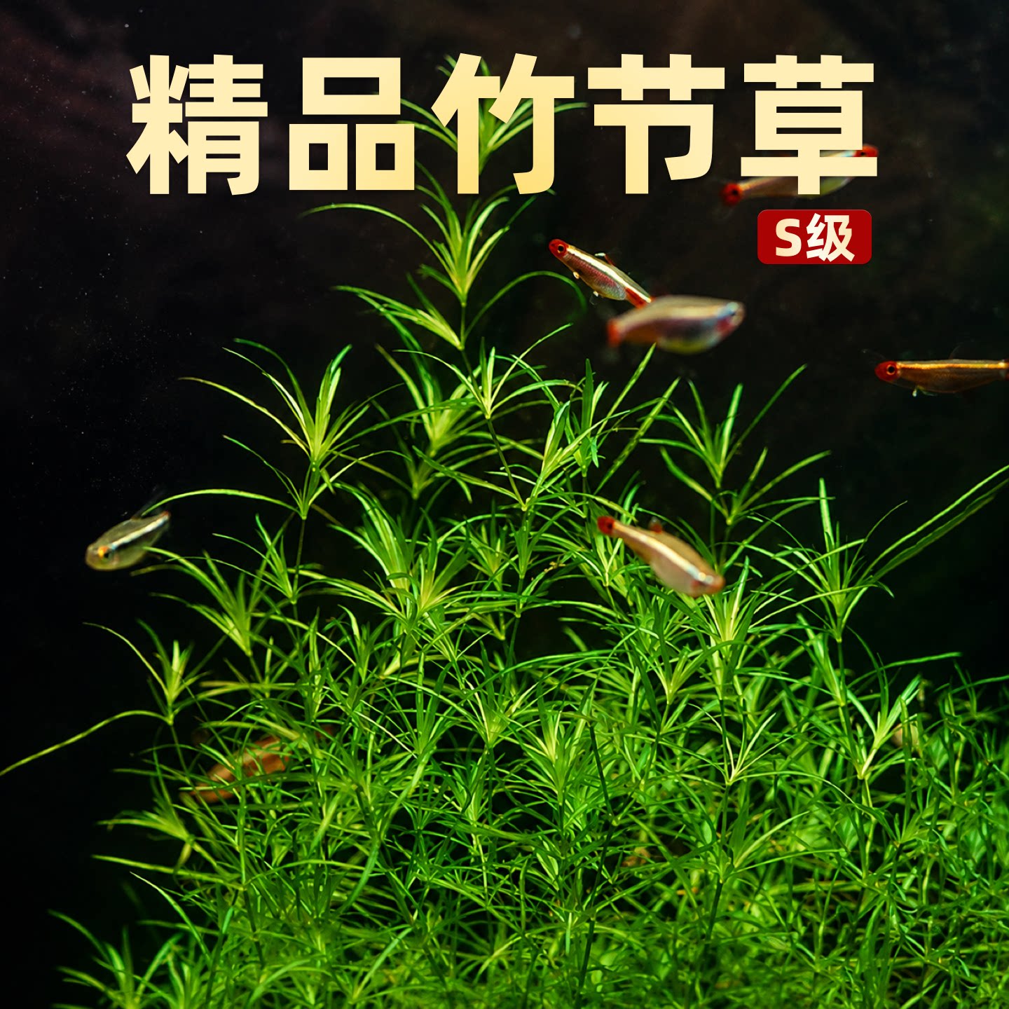 印度竹节草鱼缸造景新手懒人真水草植物孔雀鱼虾躲避淡水净化水质