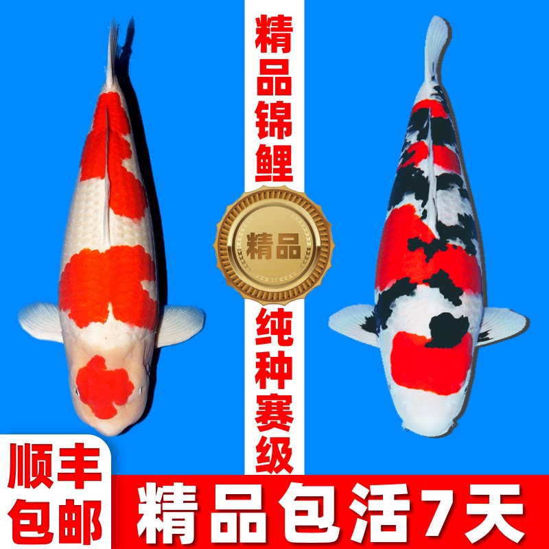 顺丰日本红白大正三色锦鲤活体观赏鱼冷水鱼淡水鱼室外冷水锦鲤鱼