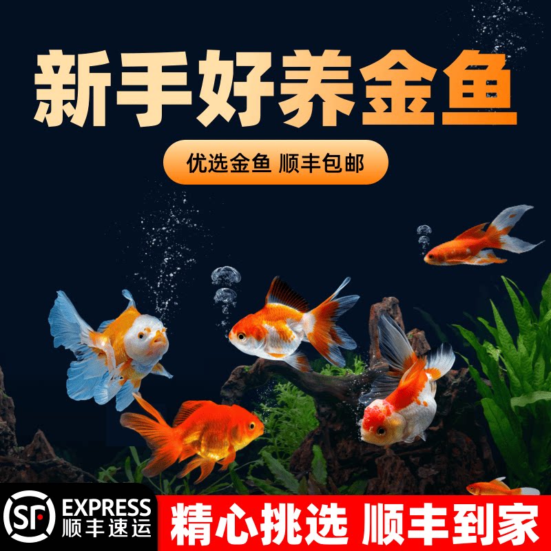 金鱼活鱼不加温冷水鱼观赏鱼淡水鱼活体草金鱼苗小金鱼好养宠物鱼