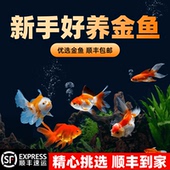 金鱼活鱼不加温冷水鱼观赏鱼淡水鱼活体草金鱼苗小金鱼好养宠物鱼