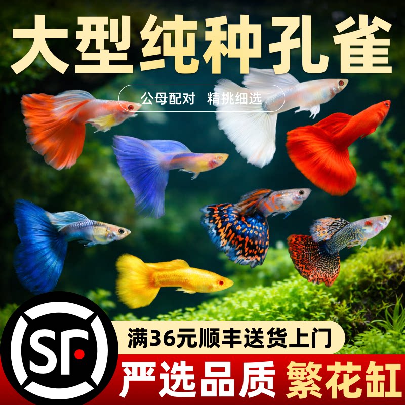 大号孔雀鱼活体观赏鱼多色混养好养活鱼缸鱼类宠物纯种孔雀顺丰