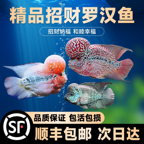 罗汉鱼鱼苗活体起头大苗红马观赏
