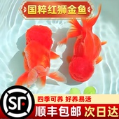 红狮金鱼国师鱼冷水鱼小金鱼活鱼淡水锦鲤观赏鱼好养耐活鱼不加温