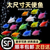 天使鱼热带鱼观赏鱼鱼缸群游小型鱼苗金鱼冷水淡水活体鱼好养耐活