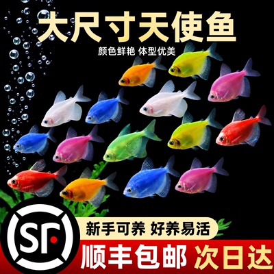 天使鱼金鱼活体观赏鱼好养群游