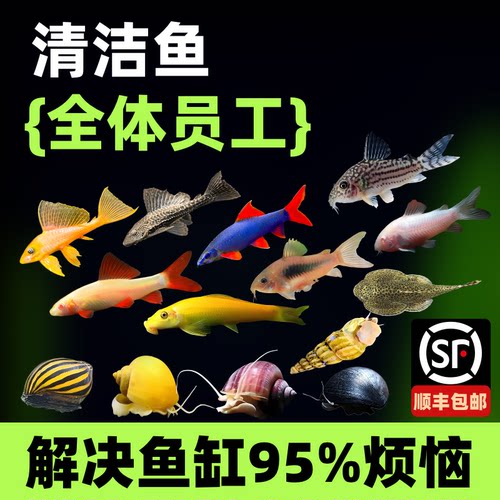 清洁鼠大师鱼缸黄清道夫耐活小型