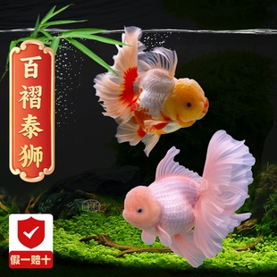精品百褶粉色泰狮金鱼观赏鱼活鱼好养耐活冷水鱼三色麒麟红黑樱花