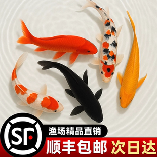 顺丰观赏鱼锦鲤鱼活体红白草金鱼苗活鱼冷水鱼懒人鱼淡水好养耐活