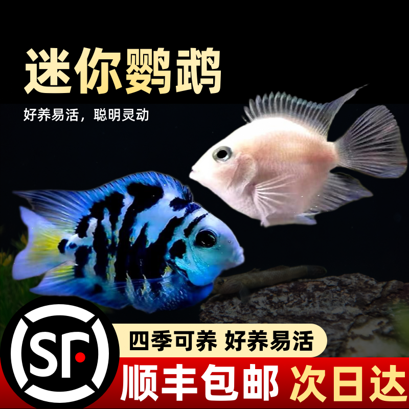 热带观赏鱼迷你鹦鹉鱼苗小型淡水好养活体宝蓝白金种鱼一对繁殖组
