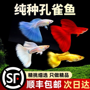 孔雀鱼活体斑马小型凤尾鱼苗观赏鱼小鱼金鱼热带淡水好养耐活顺丰