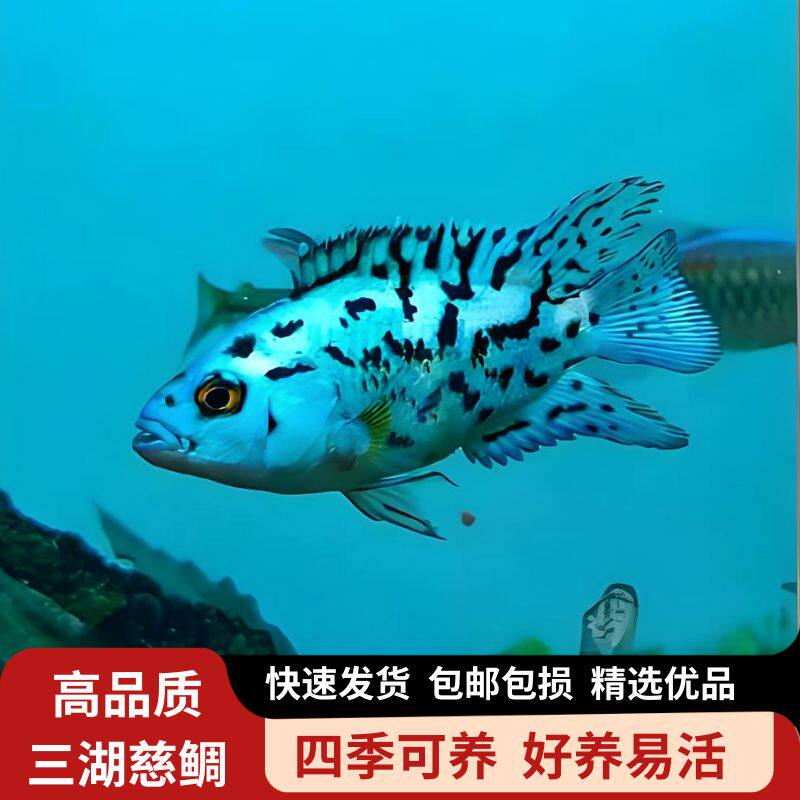 银河星钻鱼珍珠豹三湖慈鲷