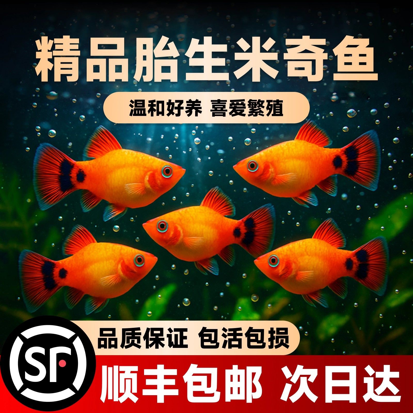 米奇鱼观赏鱼玛丽孔雀小型热带鱼耐活好养活鱼淡水临产小鱼苗