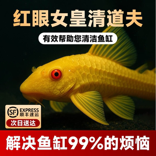 红眼女皇清道夫鱼黄金色观赏鱼清洁鱼缸99%解决99%的烦恼顺丰包邮