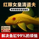 包邮 红眼女皇清道夫鱼黄金色观赏鱼清洁鱼缸99%解决99% 烦恼顺丰
