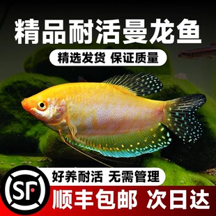 曼龙鱼热带观赏鱼黄曼龙蓝曼龙五彩血珍珠马甲球活体小型淡水鱼