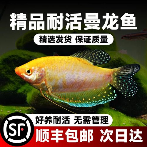 曼龙鱼热带观赏鱼五彩血珍珠
