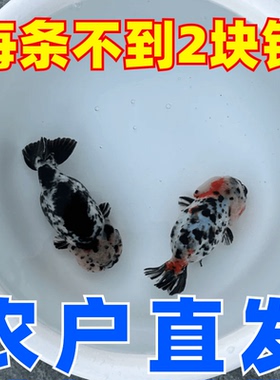 顺丰包活精品兰寿观赏鱼金鱼波妞特级泰狮金鱼小鱼苗纯种锦鲤草金