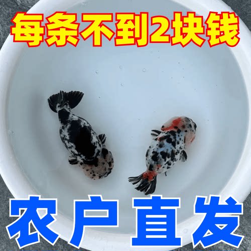 精品兰寿金鱼好养耐活观赏小鱼苗