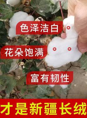 疆棉被子冬被被加KWW厚保暖被芯铺花底床垫冬天棉棉絮学生宿新舍