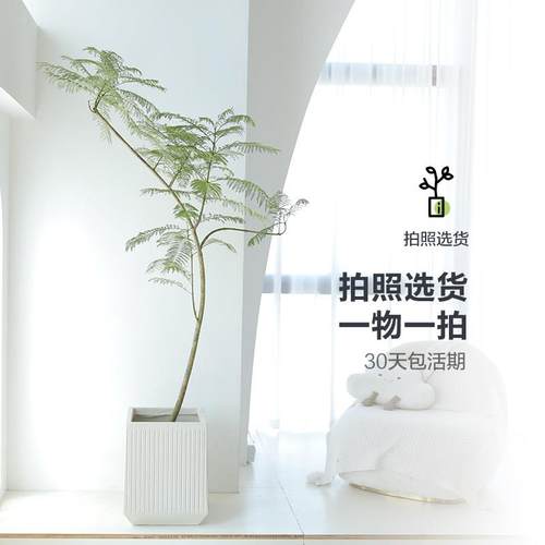 蓝地楹大型绿植室内网LDY观叶盆栽红植花物落客厅庭院真树一物一