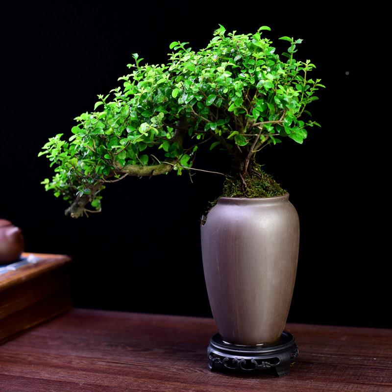 室雀梅盆老桩悬崖飘枝盆景型内植物办公造室桌面树桩绿DGT植栽好
