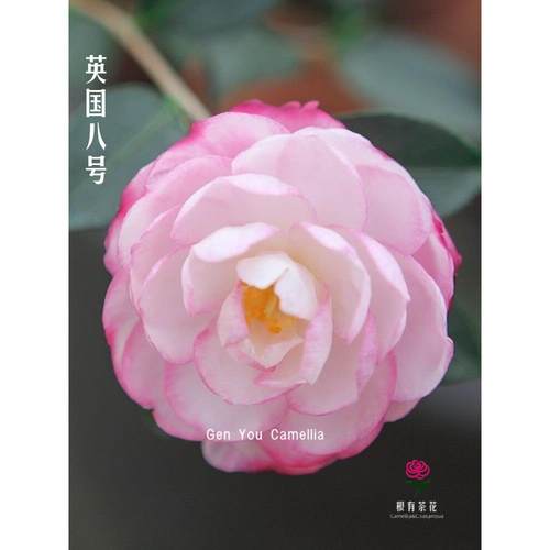 澳大利亚经典英国八号茶梅山茶花盆栽清香味绿植物好养户外阳台