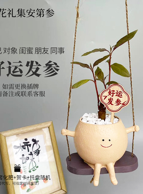 花礼集安第参人参树盆栽参体健康参日快乐好运发参绿植礼物送闺蜜