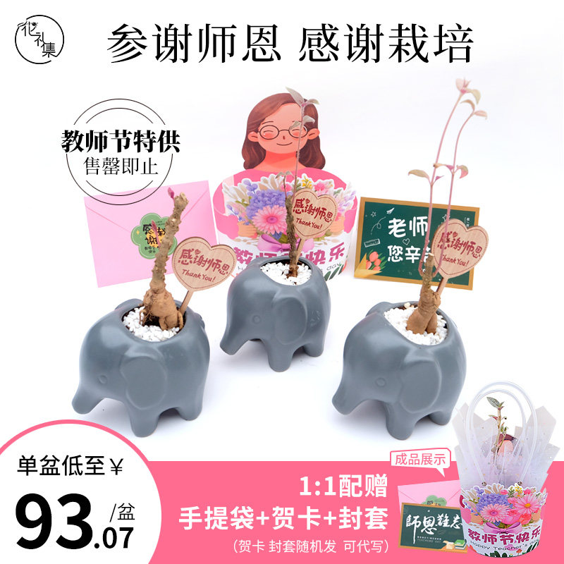 安第参花礼集一参一世感谢师恩老师生日礼物送男友人参盆栽教师节