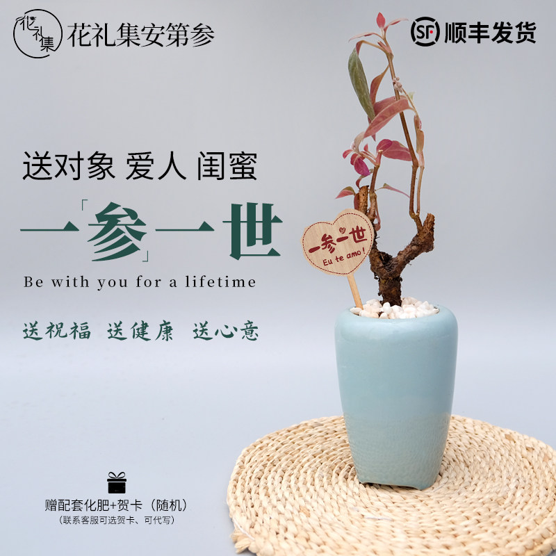 一参一世人参盆栽三八女神节生日礼物安第参好寓意绿植植物送男友