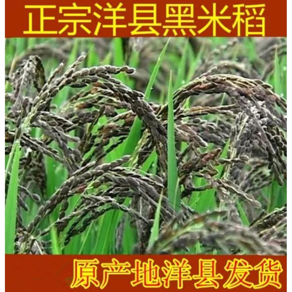 正宗洋县黑稻谷黑糯米种子水稻高产种子500克黑米稻种子送资料