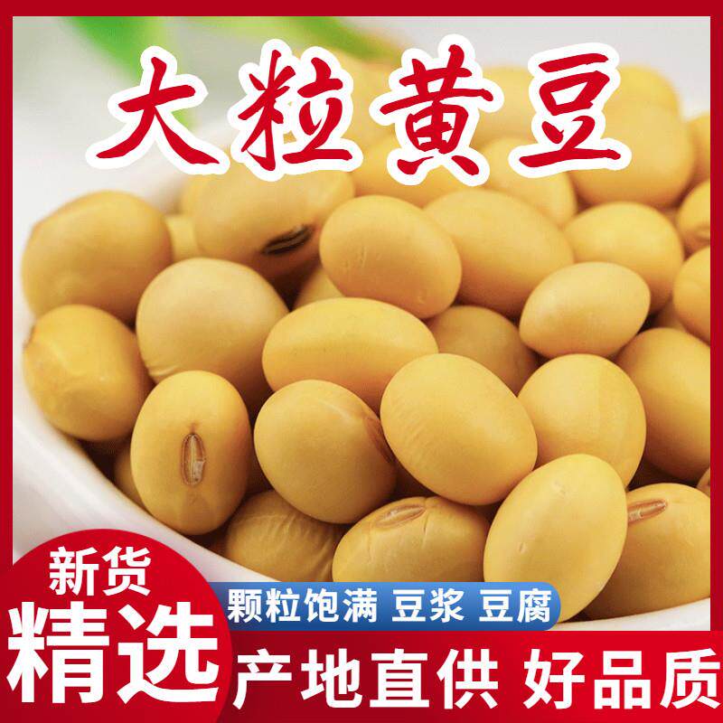 农家自种笨椭圆黄豆500g土大豆长粒肾型酱豆豆浆原料老品种可发芽