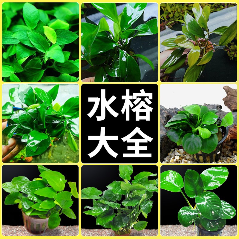 速发水摆植物真增造景火山石沉木懒人草件新手鱼缸养鱼草氧铺底