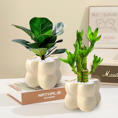 速发办公室桌面绿植造型花卉盆栽室内小盆栽客厅四季好养易活