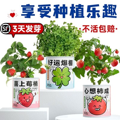 速发幼儿园种植小盆栽儿童学生迷你水果植物盆栽办公室桌面微景观