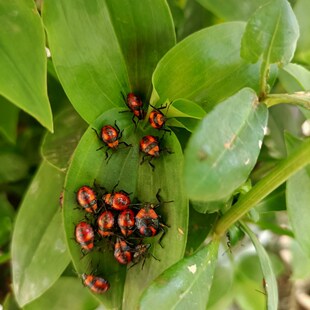 速发叉角厉蝽蠋蝽天敌昆虫生物防治草地贪夜娥斜纹夜蛾菜害虫