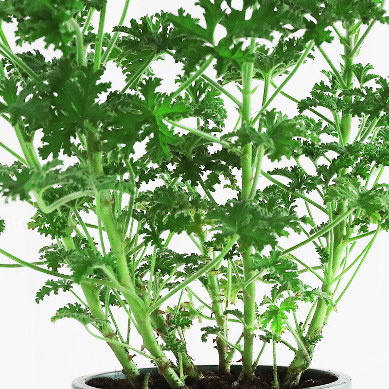 速发驱蚊草盆栽薰蚊草清香木天竺葵庭院绿植孕妇儿童防虫驱蚊香草