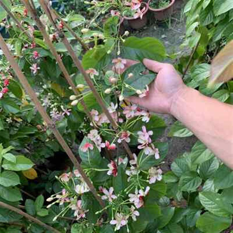 速发使君子花苗爬藤植物重瓣藤类攀爬花卉室外庭院台围墙水君子花