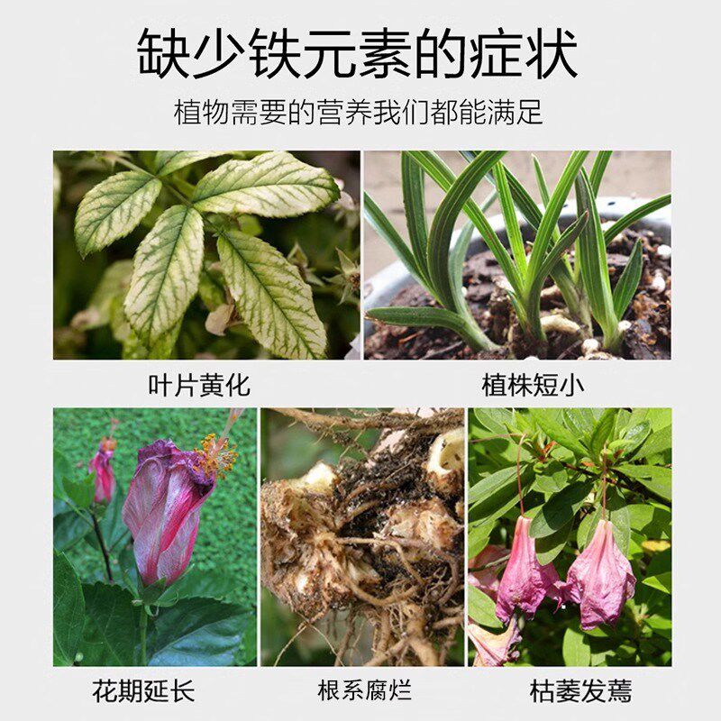 速发硫酸亚铁花肥料通用型酸性植物营养液流盆栽水溶肥养花喷施